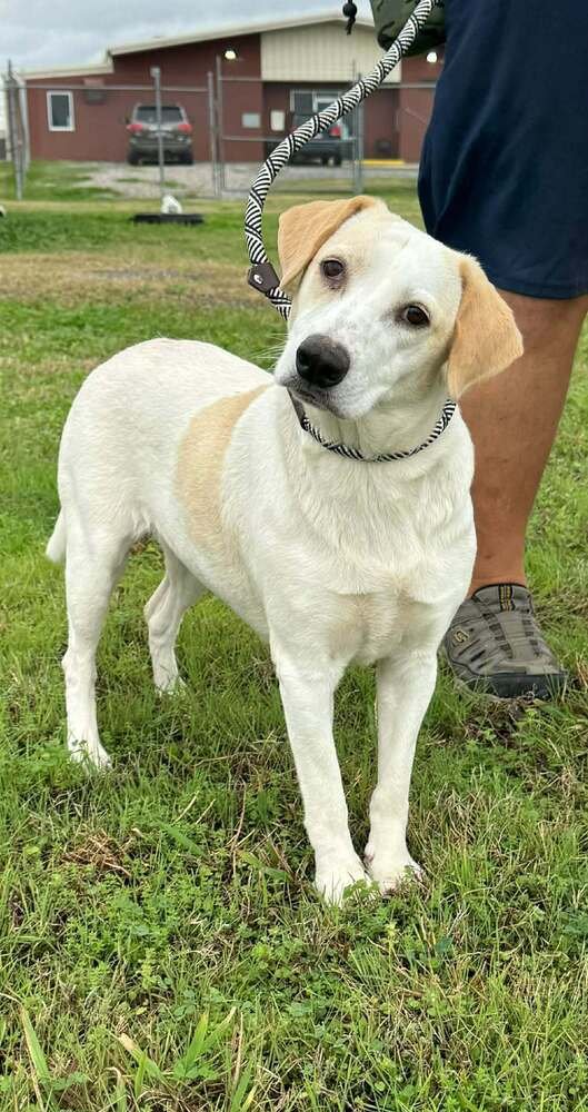 JANICE - Terrier available for adoption