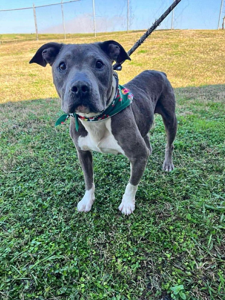 GRADY - Terrier available for adoption