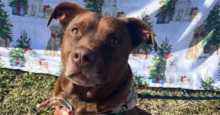 BABY BEAR - Terrier available for adoption