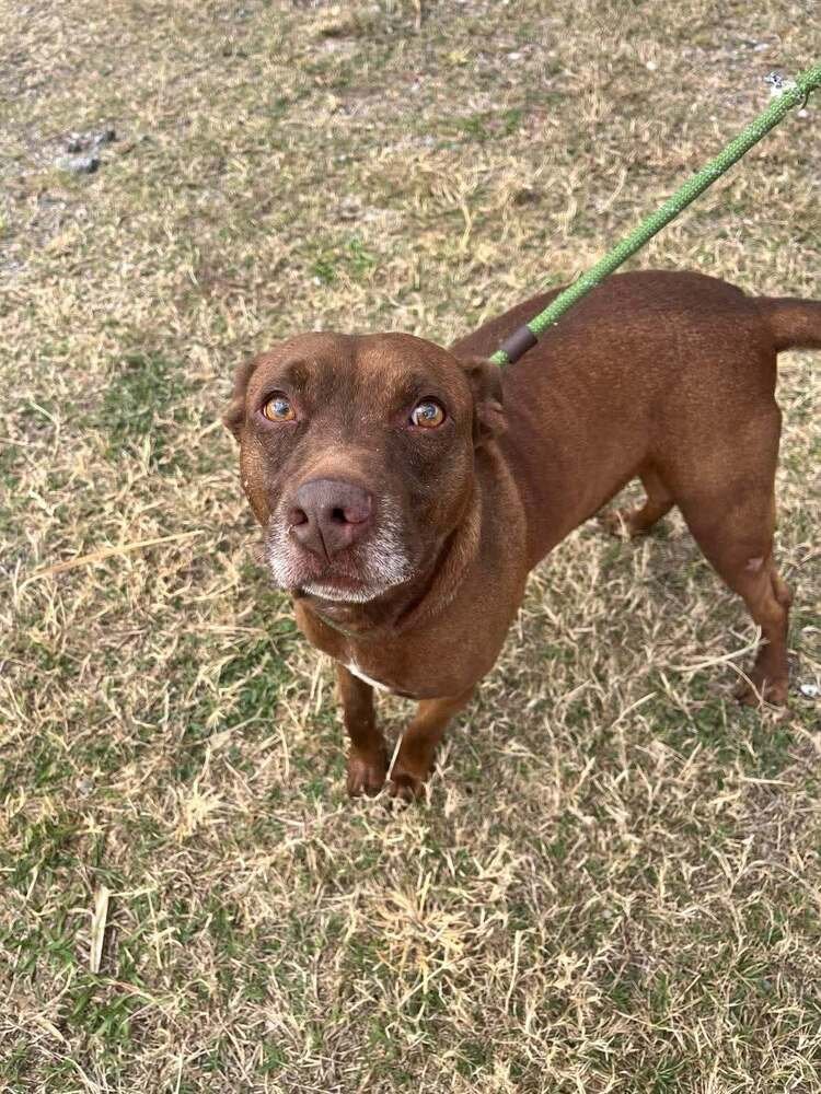 BABY BEAR - Terrier available for adoption