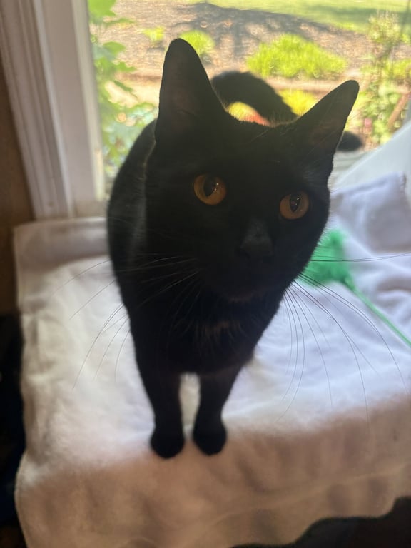 Ember Image