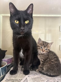 Ember - Photo 2