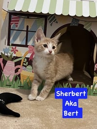 Bert - Photo 1