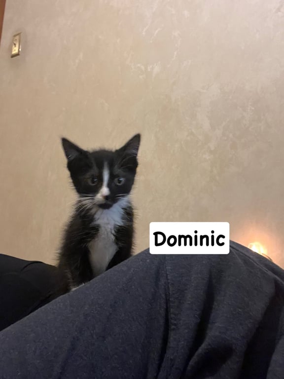 Dominic Image