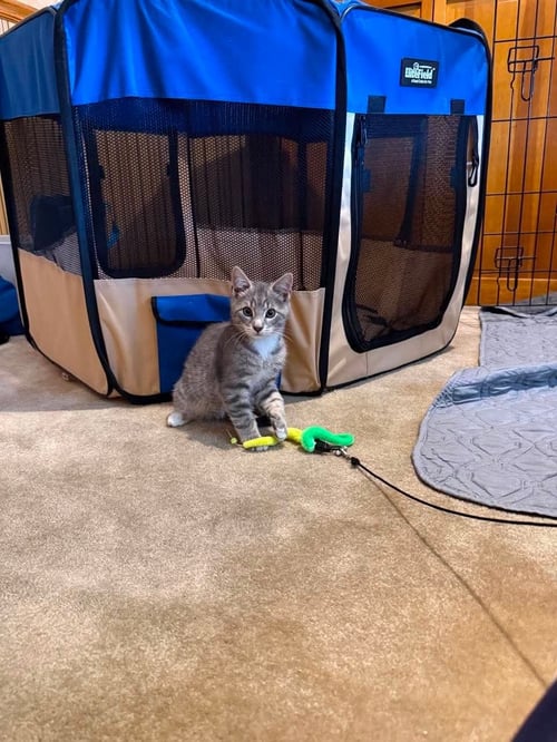 BRUCE - Domestic Short Hair / Tabby available for adoption