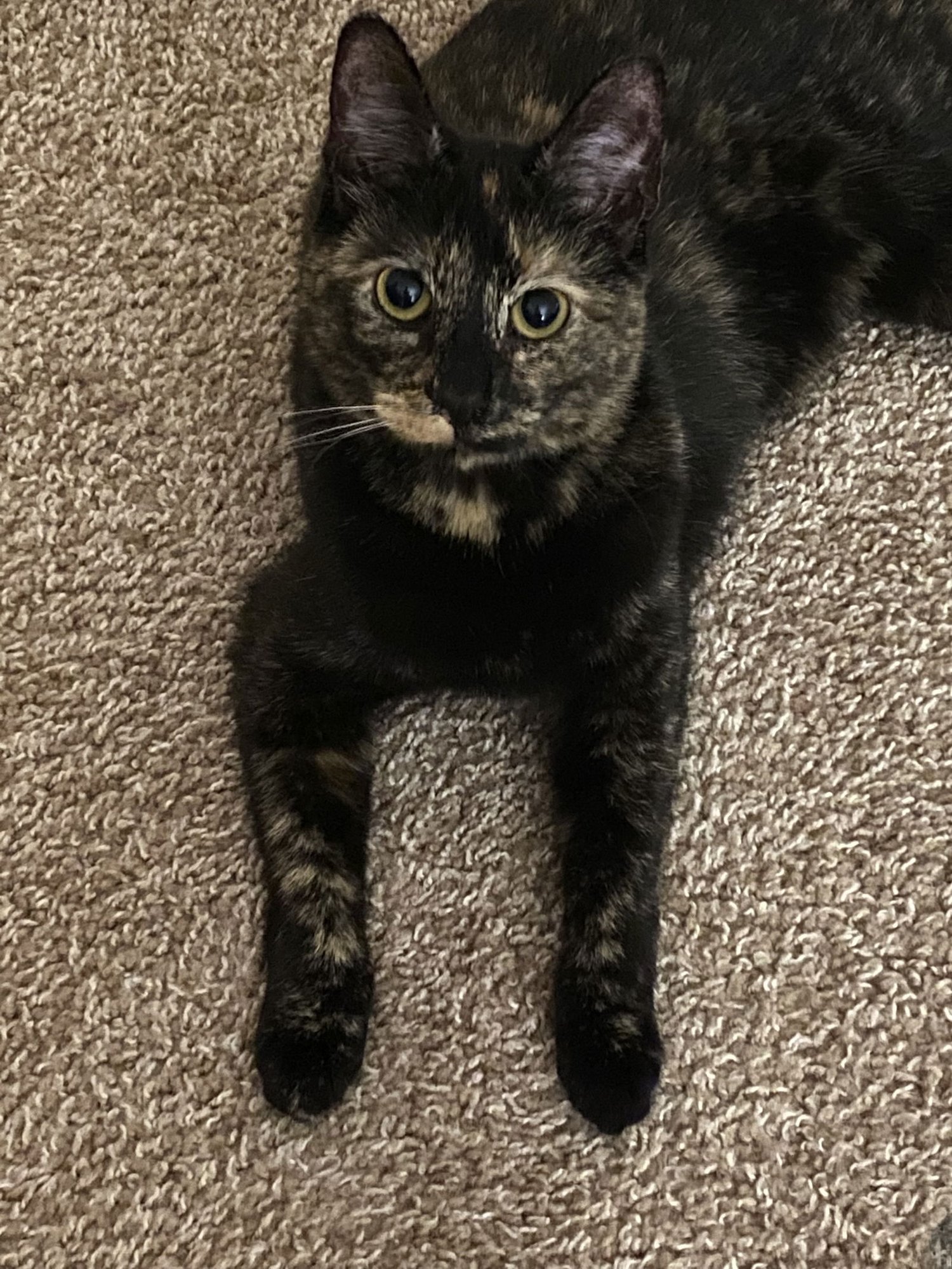AZULA - Domestic Short Hair / Tortoiseshell available for adoption
