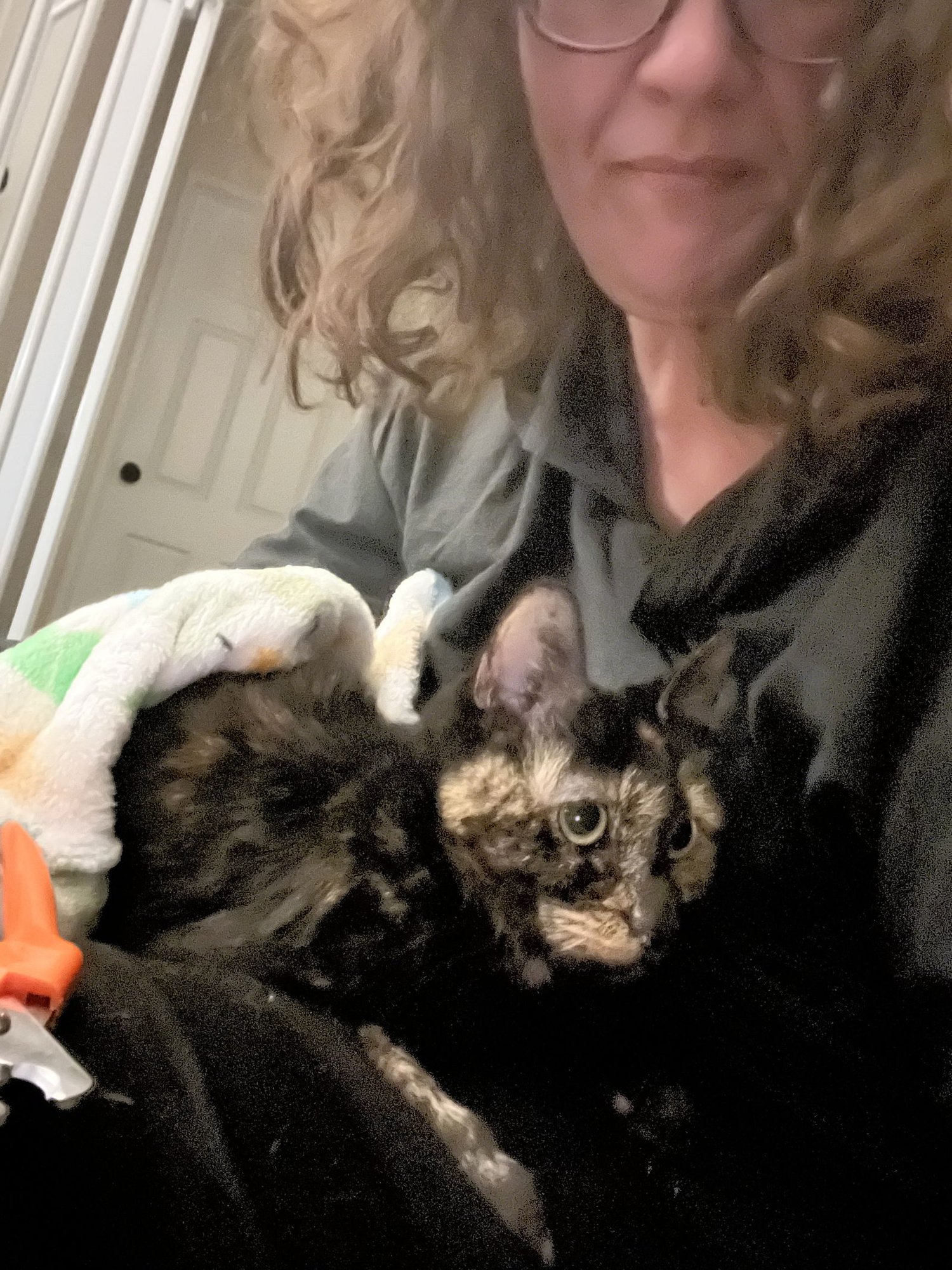 AZULA - Domestic Short Hair / Tortoiseshell available for adoption