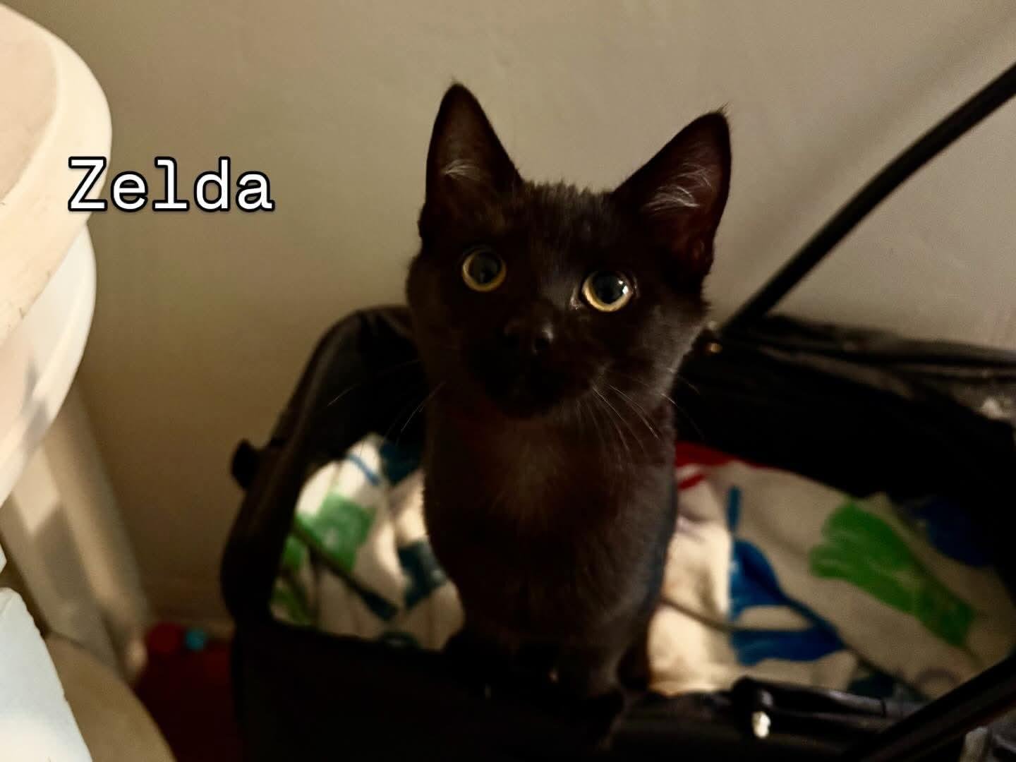 ZELDA - Domestic Short Hair available for adoption