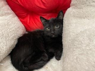 ZELDA - Domestic Short Hair available for adoption