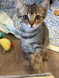 Kitten 28228 (Chaupo) - Photo 3