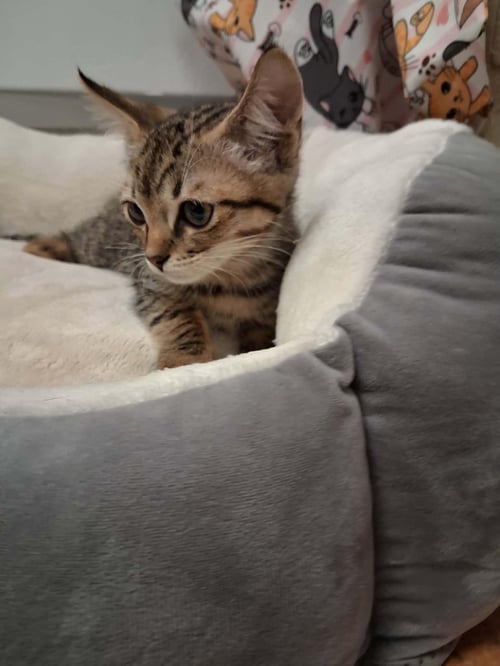 KITTEN 28228 (CHAUPO) - Tabby available for adoption