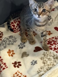 Kitten 28228 (Chaupo) - Photo 4
