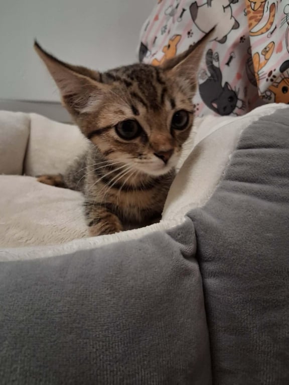 Kitten 28228 (Chaupo) Image