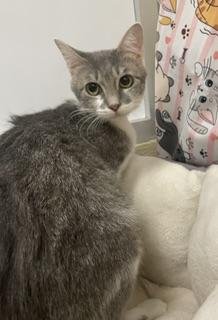 GENIE - Tabby available for adoption