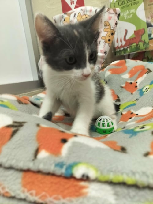 NIA - Dilute Calico available for adoption