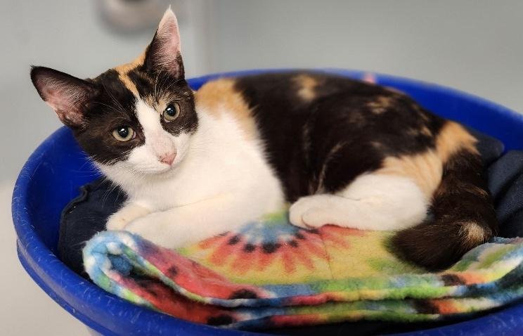 KITTEN 27393 (SLINKY) - Calico available for adoption