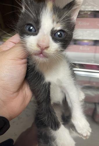 Kitten 27393 (Slinky) - Photo 3