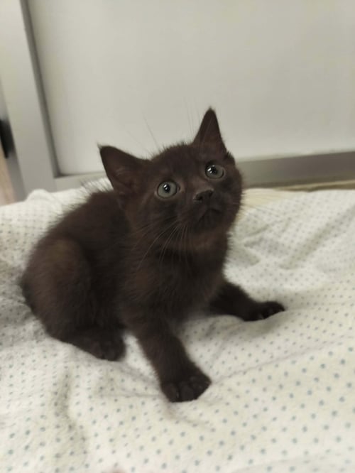 COCOA - Domestic Short Hair / Havana available for adoption