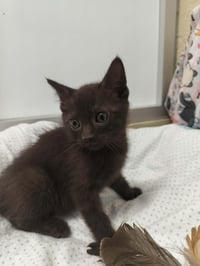 Cocoa - Photo 2