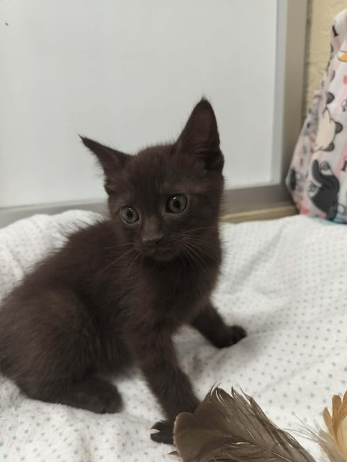 COCOA - Domestic Short Hair / Havana available for adoption