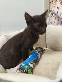 Cocoa - Photo 4