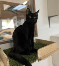 Cat 27770 (Licorice) - Photo 1