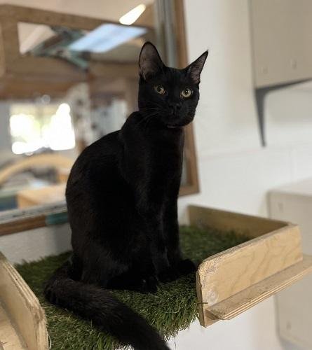 KITTEN 27770 (LICORICE) - Domestic Medium Hair available for adoption