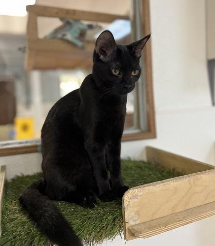 KITTEN 27770 (LICORICE) - Domestic Medium Hair available for adoption