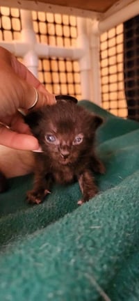 Kitten 27770 (Licorice) - Photo 3
