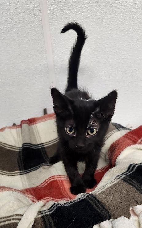 Kitten 27770 (Licorice) Image