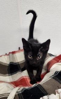 Kitten 27770 (Licorice) - Photo 1