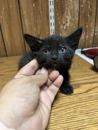Kitten 27770 (Licorice) - Photo 2