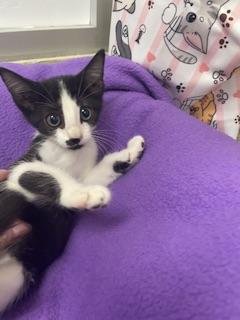 Kitten 28202 (Pax) Image