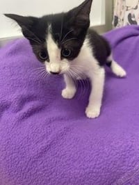 Kitten 28202 (Pax) - Photo 2