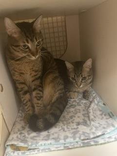 BUTTERFINGER - Tabby available for adoption