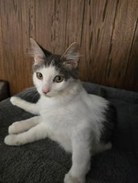Theodore - Photo 2