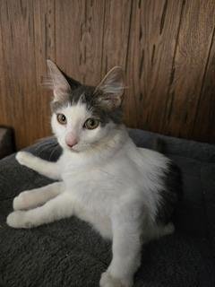 THEODORE - Maine Coon available for adoption