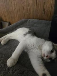 Theodore - Photo 4