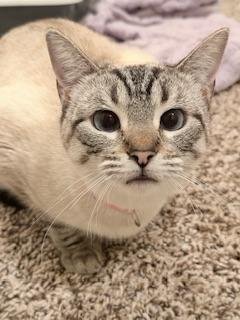 ASTRID - Siamese for adoption in Fresno