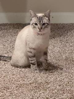 ASTRID - Siamese available for adoption