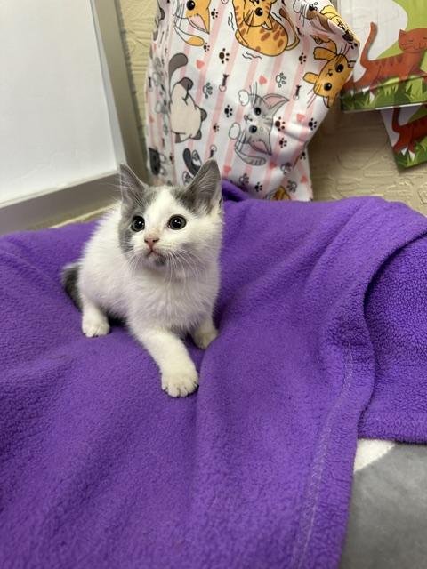RUMI - Domestic Short Hair available for adoption