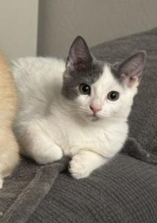 RUMI - Domestic Short Hair available for adoption