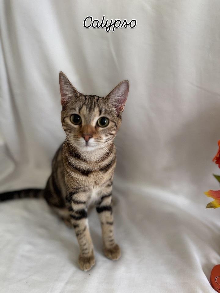 CALYPSO - Tabby available for adoption