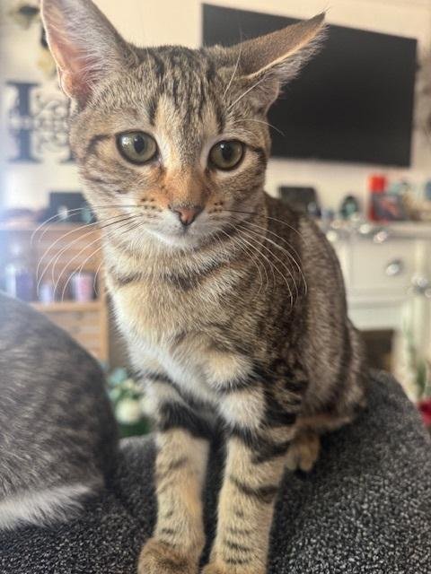 CALYPSO - Tabby available for adoption