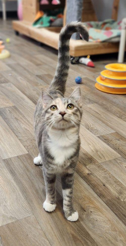 CAT 28165 (FEYRA) - Dilute Calico available for adoption