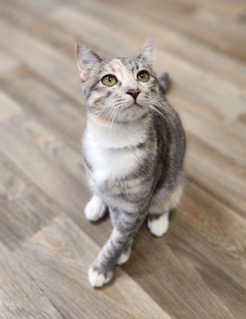 CAT 28165 (FEYRA) - Dilute Calico available for adoption