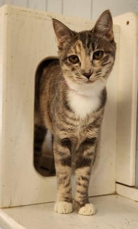 Cat 28165 (Feyra) - Photo 3