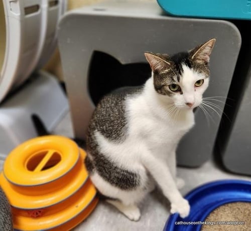 TINKER - Tabby available for adoption