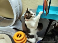 Tinker - Photo 4