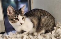 Kitten 27831 (Tammy) - Photo 4